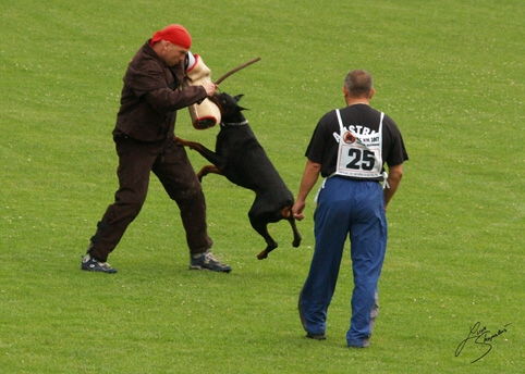 IDC World championship 2007