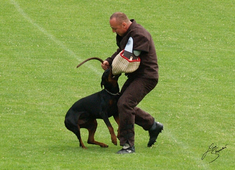 IDC World championship 2007