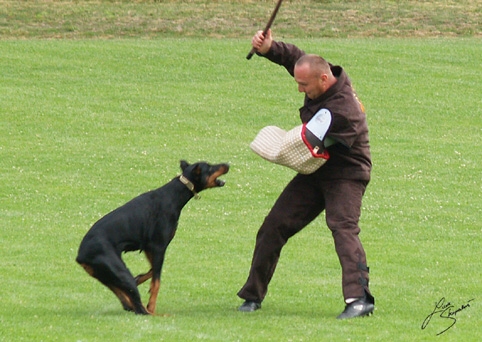 IDC World championship 2007