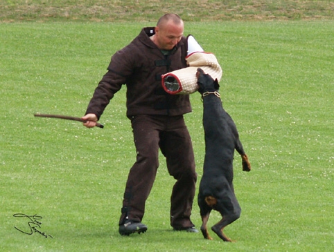 IDC World championship 2007