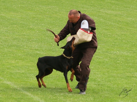 IDC World championship 2007