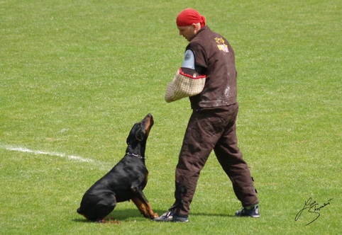 IDC World championship 2007