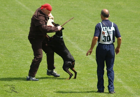 IDC World championship 2007