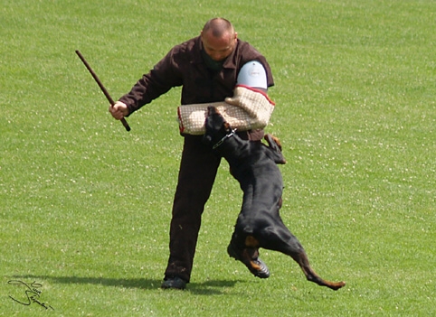 IDC World championship 2007