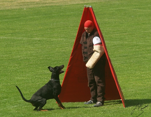 IDC World championship 2007