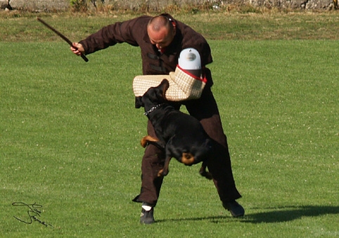 IDC World championship 2007