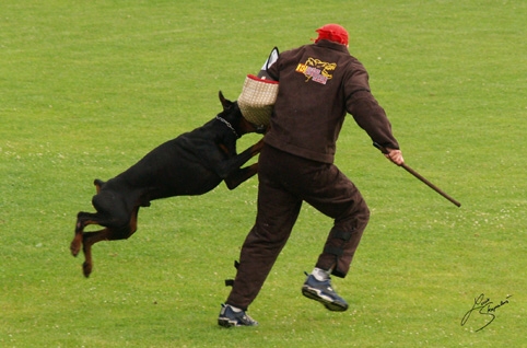 IDC World championship 2007