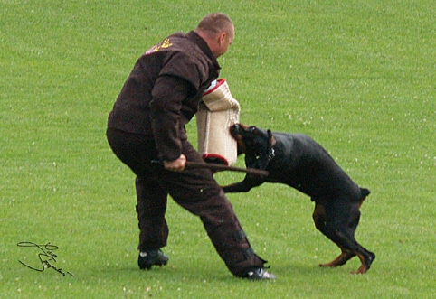 IDC World championship 2007