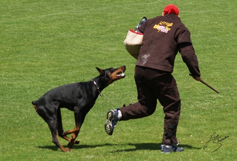 IDC World championship 2007