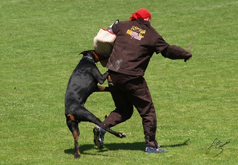 IDC World championship 2007