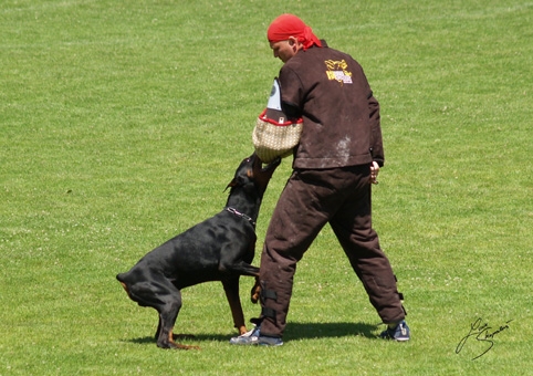 IDC World championship 2007