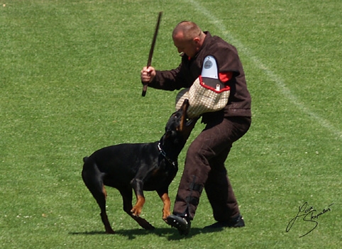 IDC World championship 2007