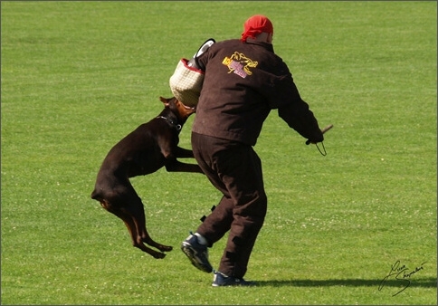 Sasha - IDC worldchampionship 2007