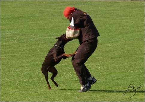 Sasha - IDC worldchampionship 2007