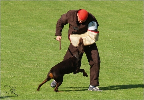 Sasha - IDC worldchampionship 2007