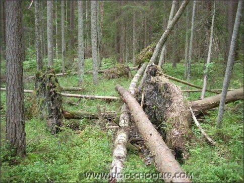 Summer training camp in Estonia 2007