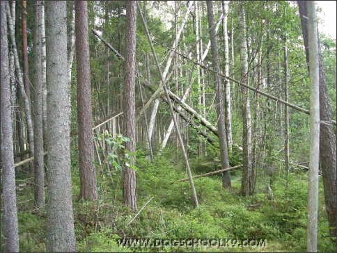 Summer training camp in Estonia 2007