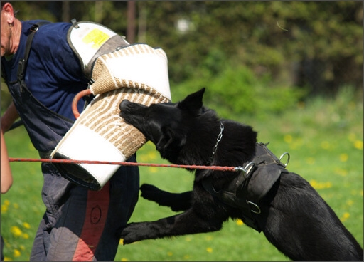 Dogs in training 5/2008