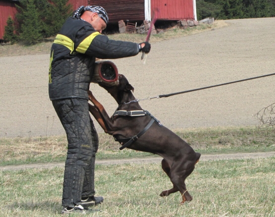 Training in Finland 5/2009