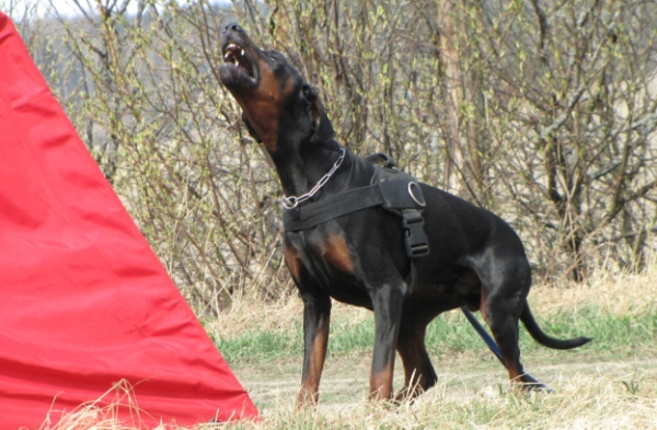 Training in Finland 5/2009