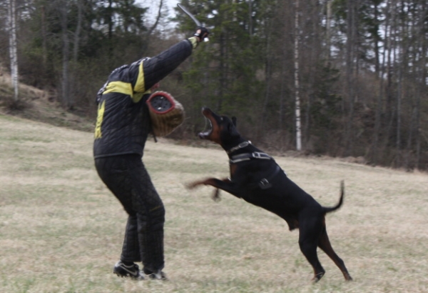 Training in Finland 5/2009