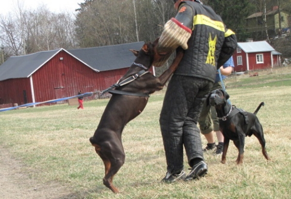 Training in Finland 5/2009