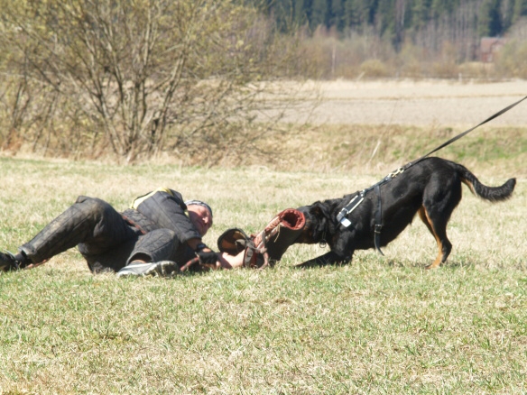 Training in Finland 5/2009