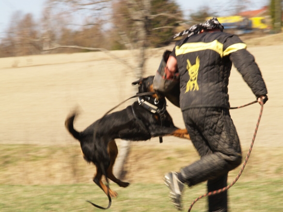 Training in Finland 5/2009