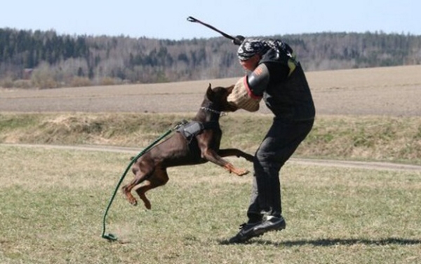 Training in Finland 5/2009