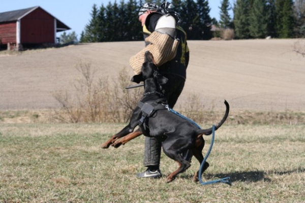 Training in Finland 5/2009