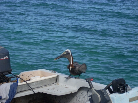 Seminar on Virgin Islands 2008