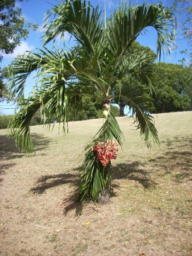 Seminar on Virgin Islands 2008