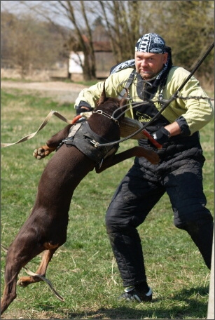 Quandor Qwann z Helfštýna