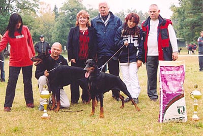 golden dobermann