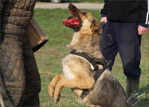 Training in Prague Spring 2008