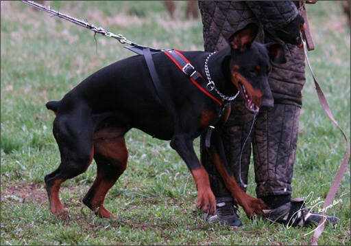 Training in Prague Spring 2008