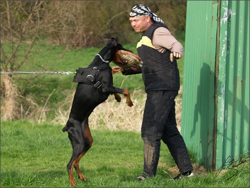 Training in Prague Spring 2008