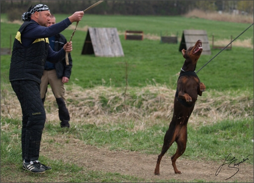 Training in Prague Spring 2008