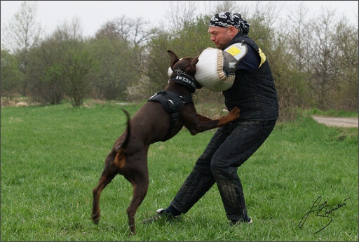 Training in Prague Spring 2008