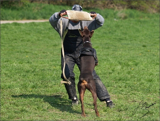 Training in Prague Spring 2008