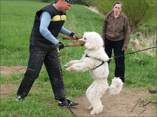 Training in Prague Spring 2008