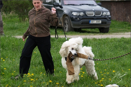 Training in Prague Spring 2008