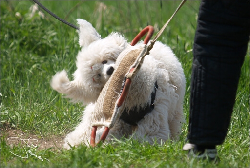 Training in Prague Spring 2008