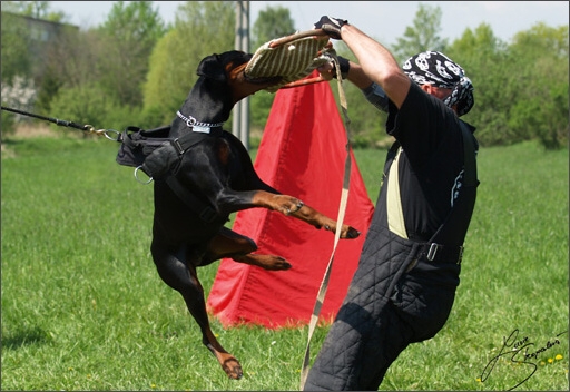 Training in Prague Spring 2008