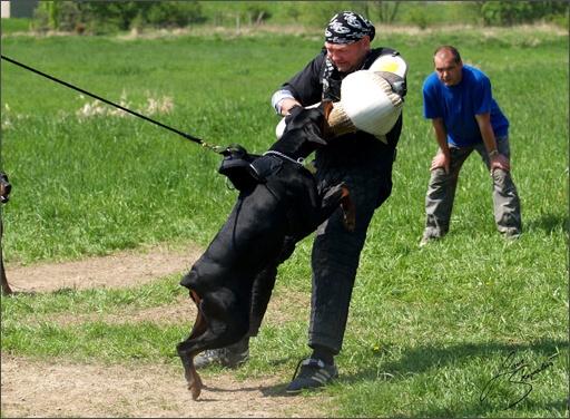 Training in Prague Spring 2008