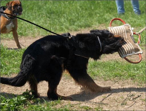 Training in Prague Spring 2008